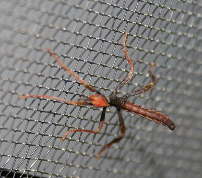 Newly hatched spiny leaf insect