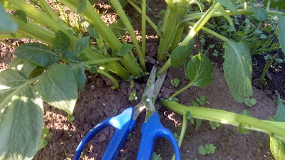 ジャガイモの芽かき作業。細いのから切っていきます。 ジャガイモの周囲には青じそ（大葉）の芽が無数に発芽してきています。