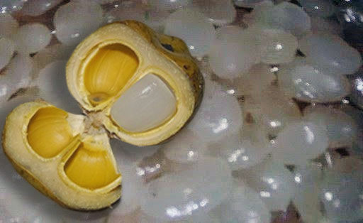 13+ Arti Mimpi Buah Kolang Kaling