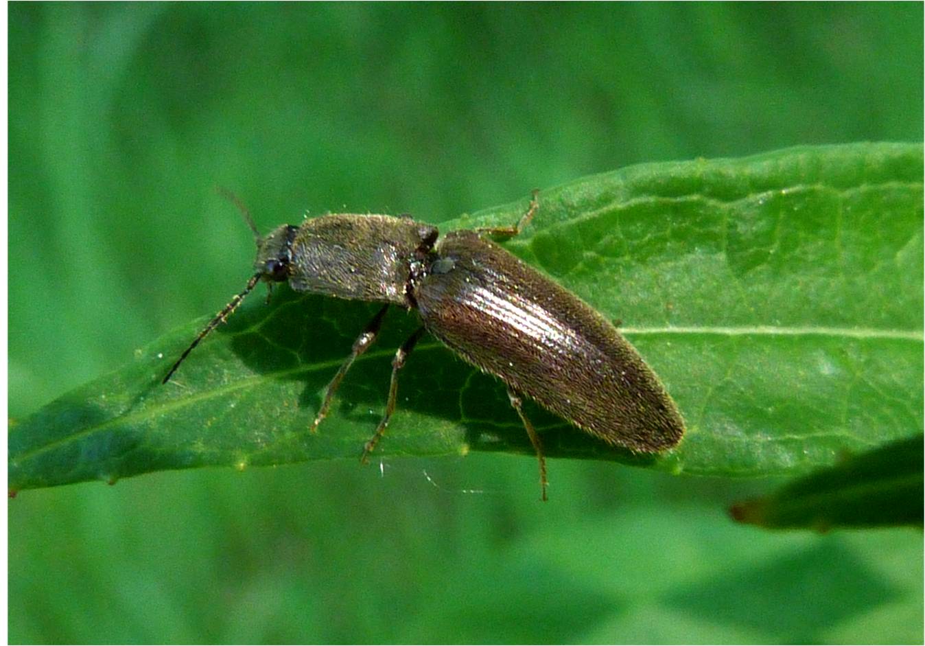 Insects of Scotland: Other Beetles
