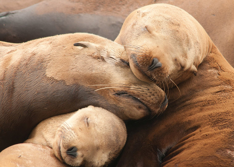 California Sea Lion | The Biggest Animals Kingdom California Sea Lion | The Biggest Animals Kingdom