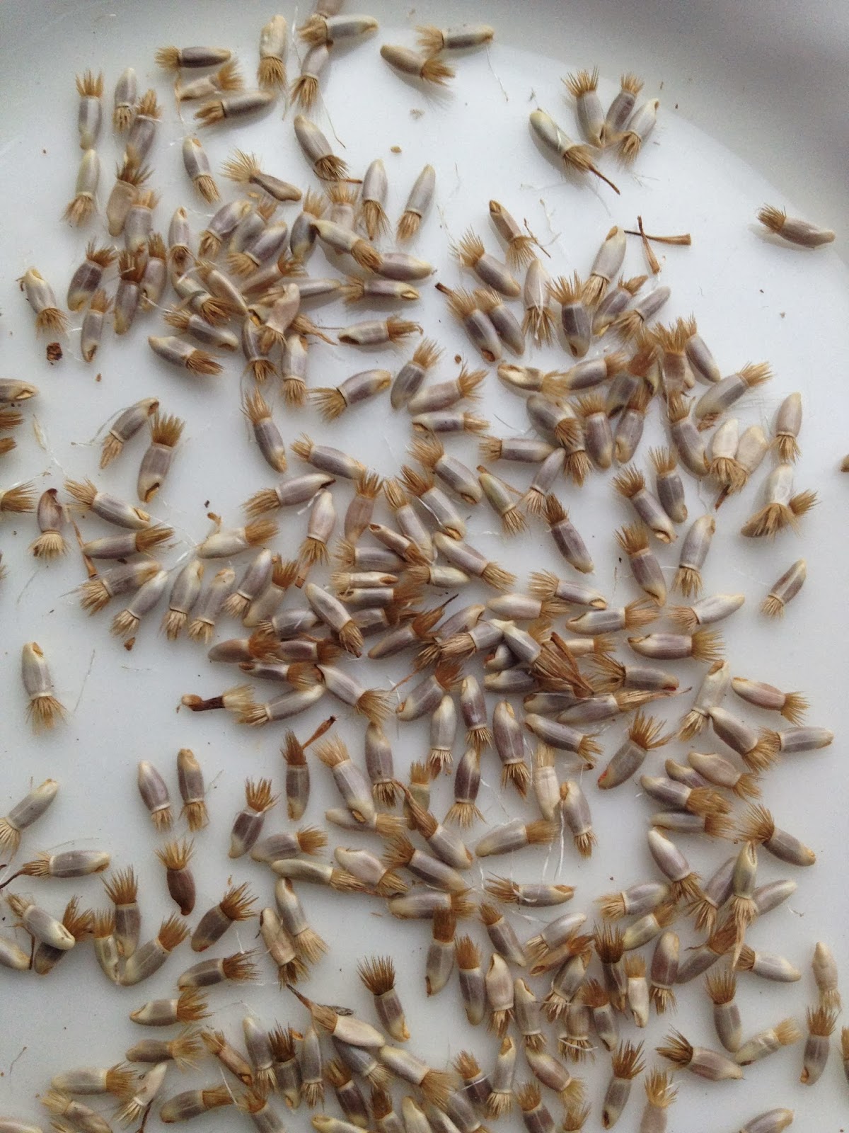How to Save Cornflower seeds