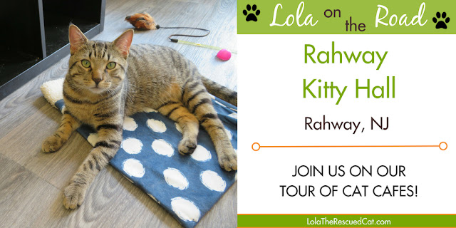 rahway kitty hall|cat cafe|lola on the road