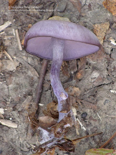 Clitocybe nuda DSC96748