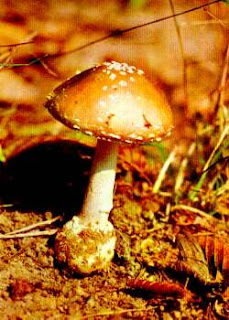 amanita diabétesz kezelésére)