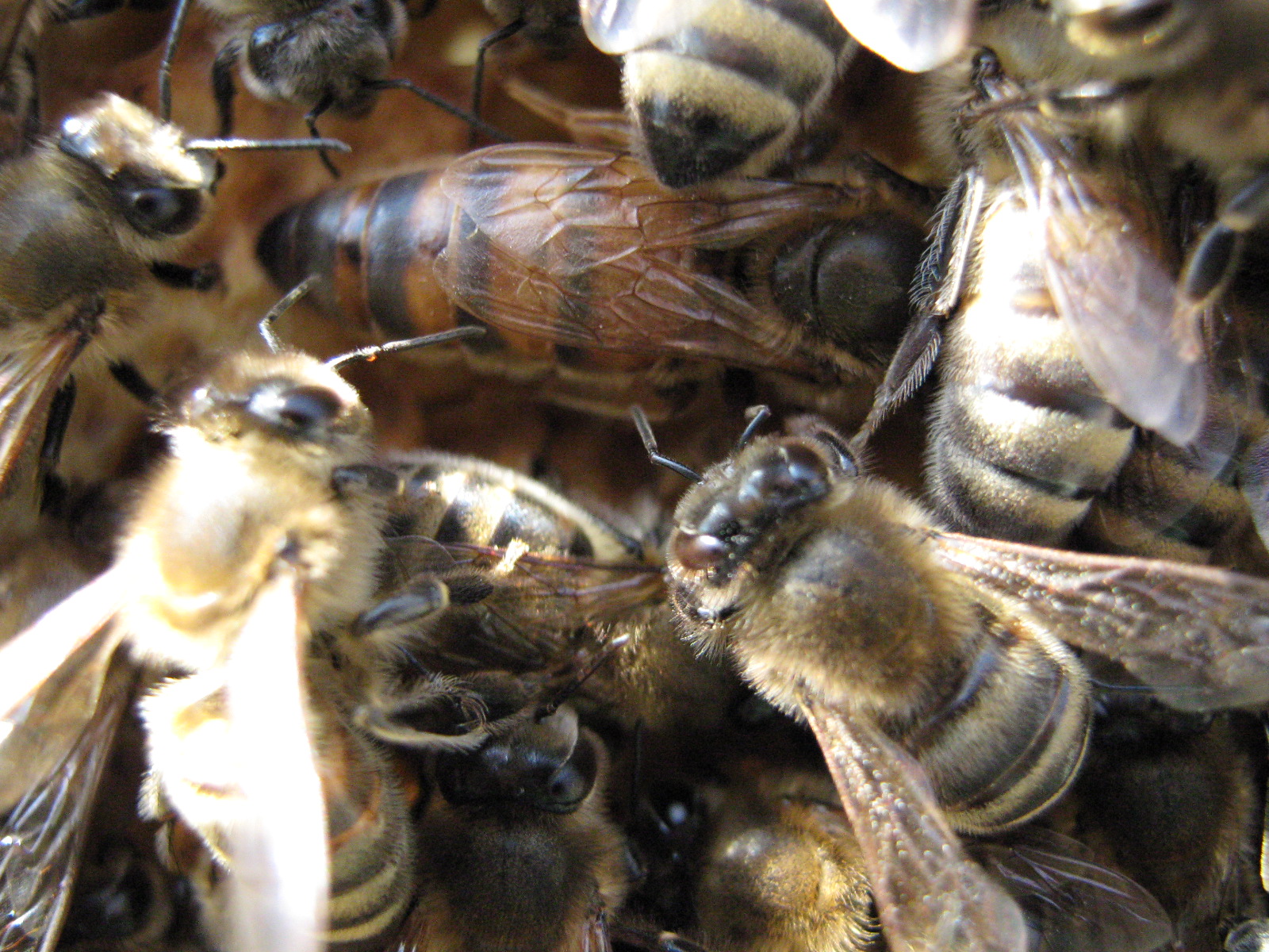 Окраска тела пчелы. Пчелы. Пчелиная матка. Матка пчелы. Много пчел.