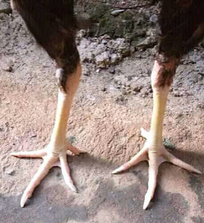 inilah beberapa Ciri Ciri Sisik Kaki Ayam Bangkok Memiliki Keistimewaan inilah beberapa Ciri Ciri Sisik Kaki Ayam Bangkok Memiliki Keistimewaan