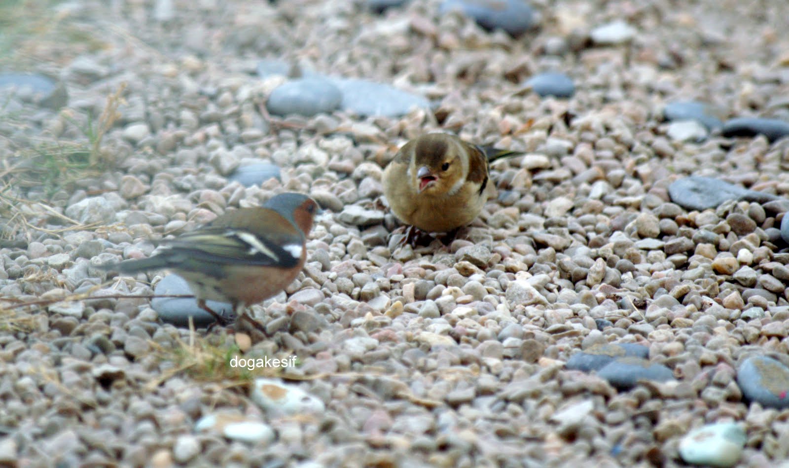 Doğayı Keşfederken Anne yada baba Ispinoz ve yavrularinin hikayesi