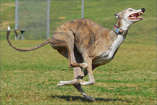 Greyhound+Dog00.jpg