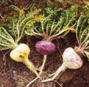 5 βότανα για την φυσική αντιμετώπιση της κατάθλιψης  