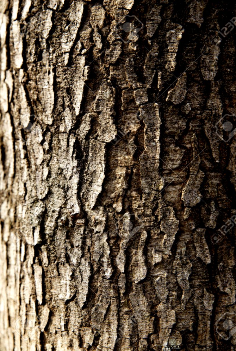 Tree Trunk Close Up Wallpapers Gallery