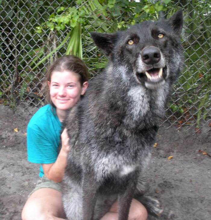 This Sanctuary Rescued A Wolfdog That Was Dumped At A Kill Shelter By His Owner