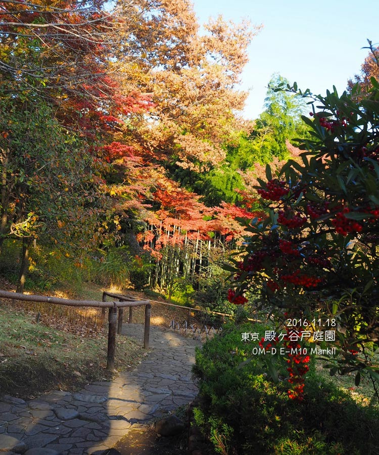 殿ヶ谷戸庭園の紅葉がスゴかった