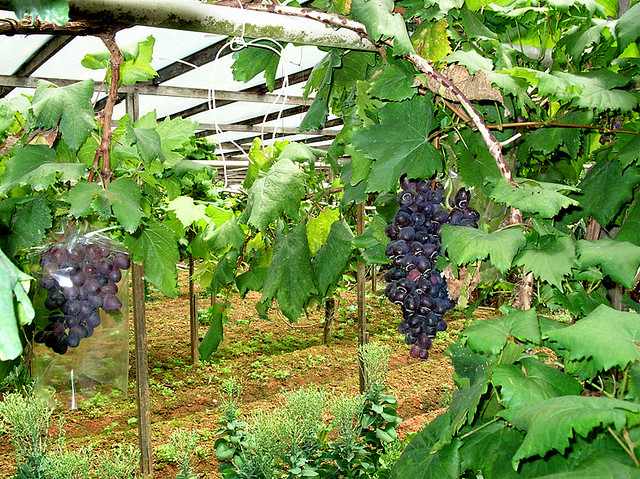 Grape Farm Cameron Highland : tea farm in cameron highland - YouTube