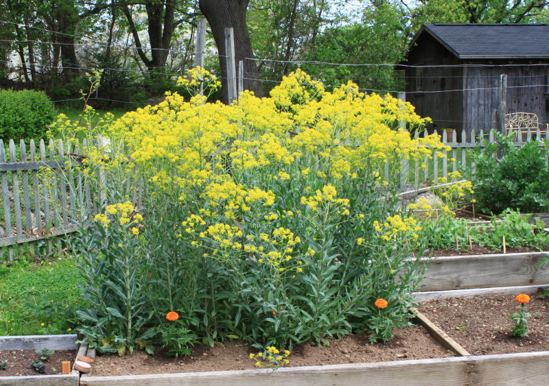 Hortus Conclusus: Isatis tinctoria - Dyer's Woad