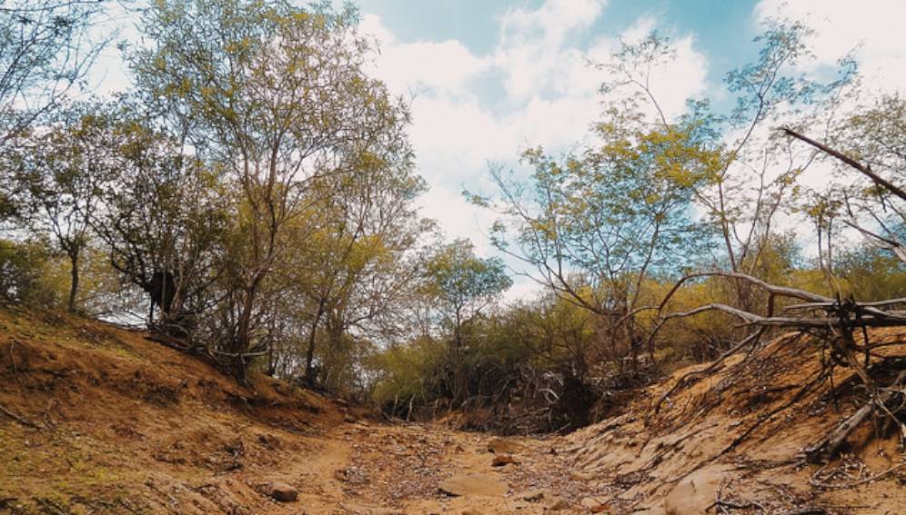 ECOSISTEMA BIOTICO ) Bosques secos tropicales de la región están desapareciendo ECOSISTEMA BIOTICO ) Bosques secos tropicales de la región están desapareciendo