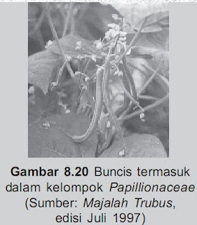 Tanaman Buncissalah satu dari Papillionaceae