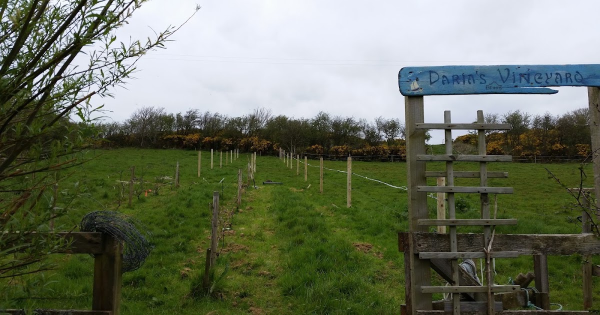 Viticulture in Ireland Building a vineyard