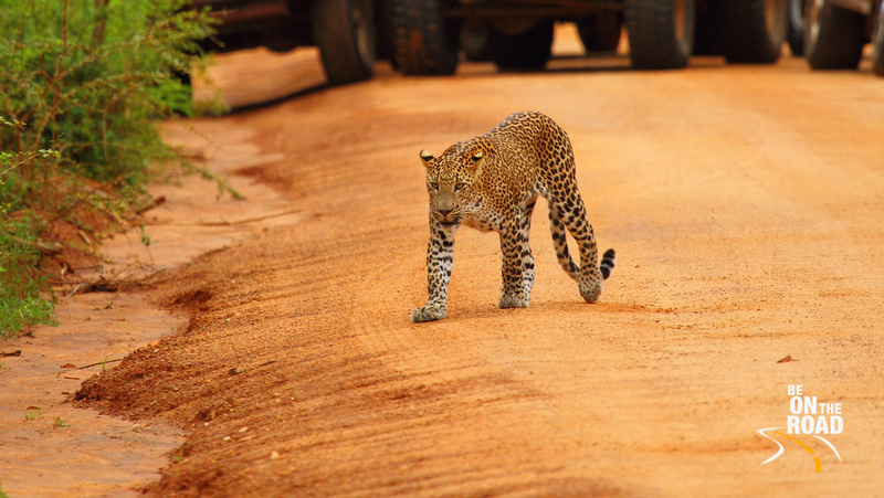 The Sri Lankan Leopard walks on the jeep track and towards us