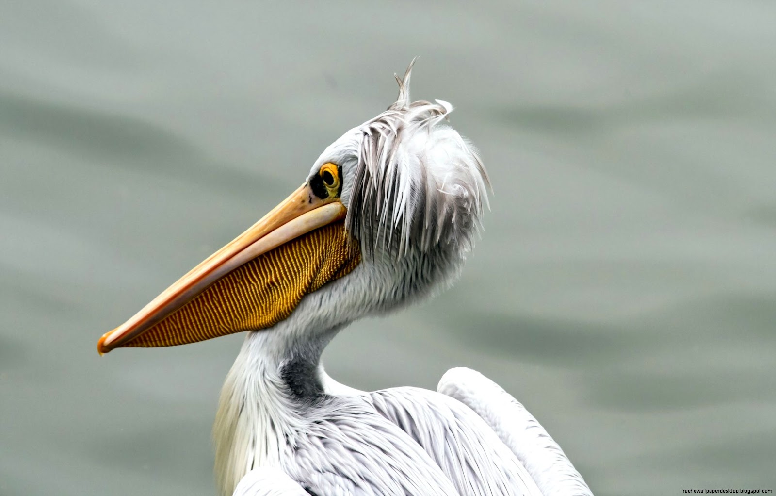 Pelican Bird Beak