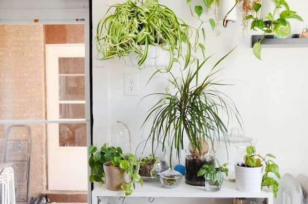 un hogar de alquiler plantas