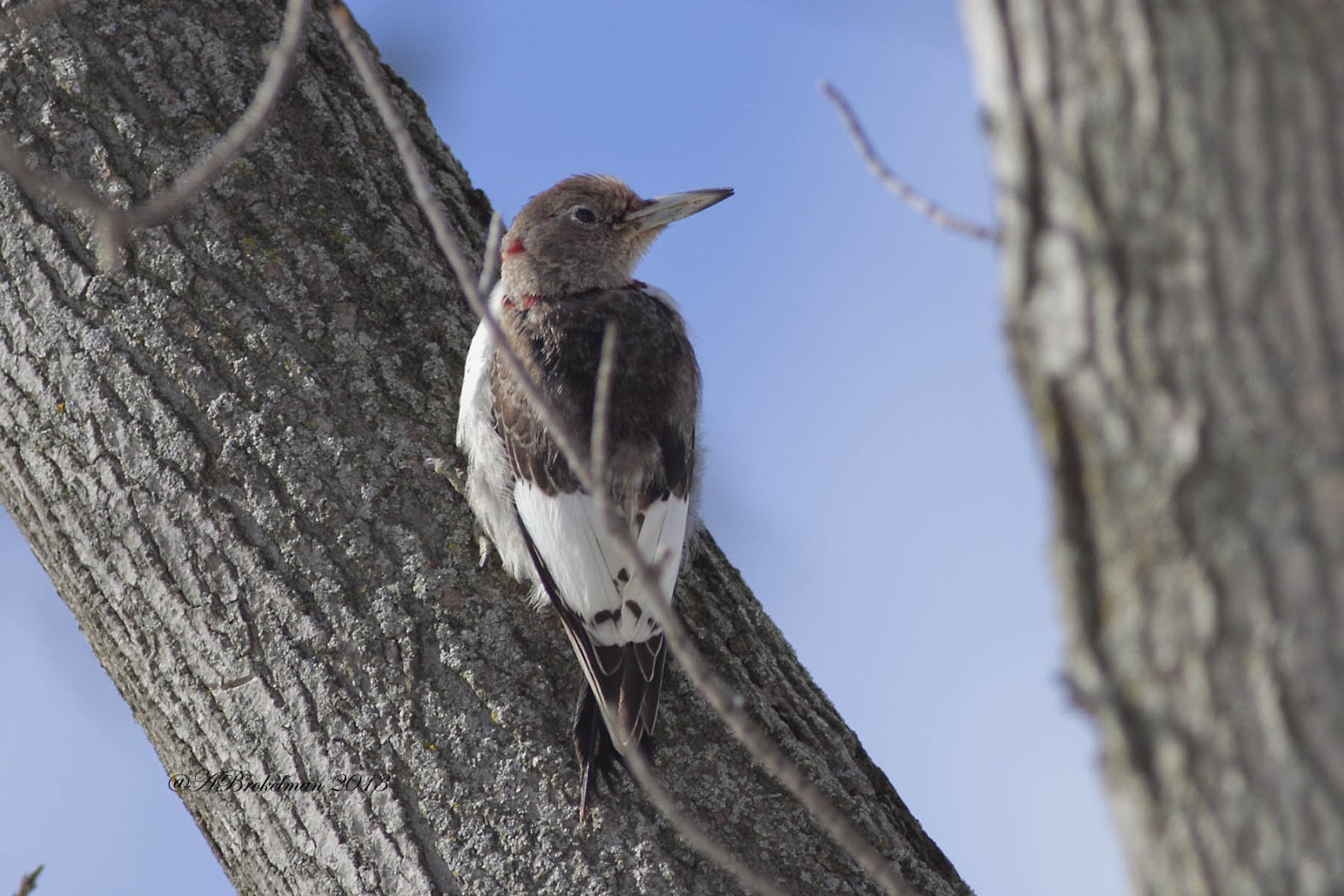 Ann Brokelman Photography: Red-headed Woodpecker - Juvenile Feb 2013