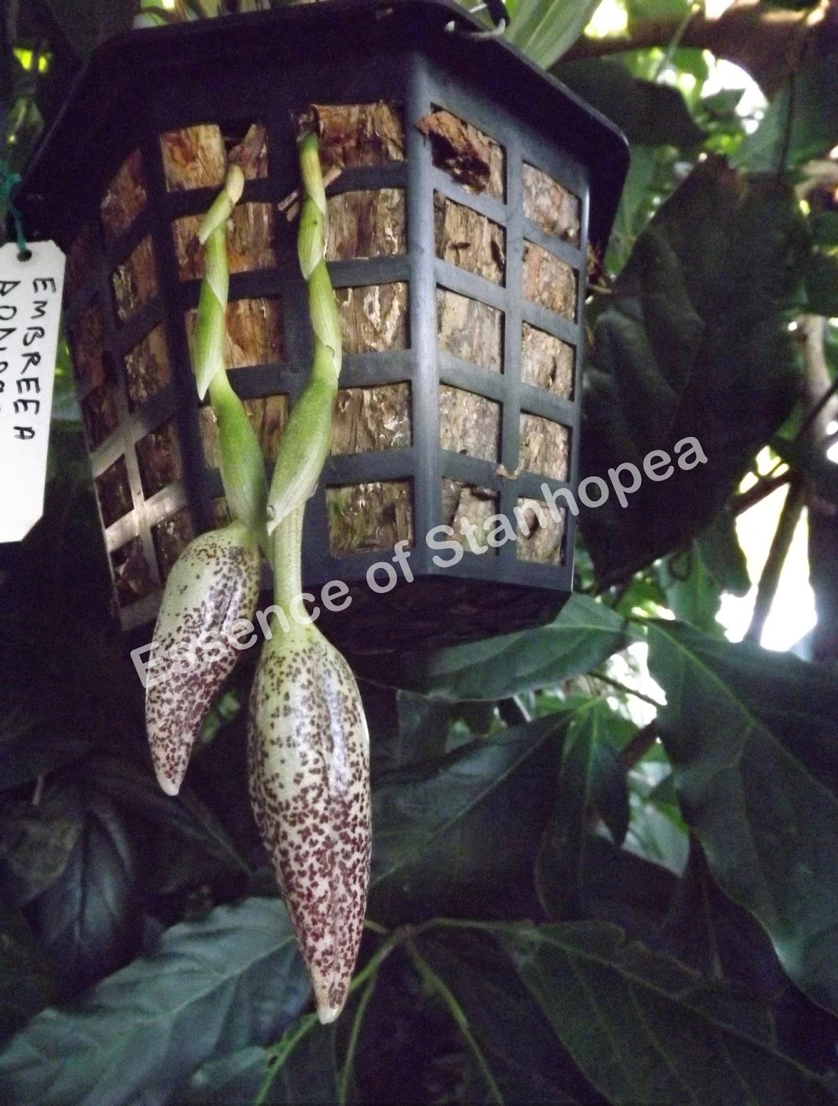 Essence of Stanhopea Embreea rodigasiana