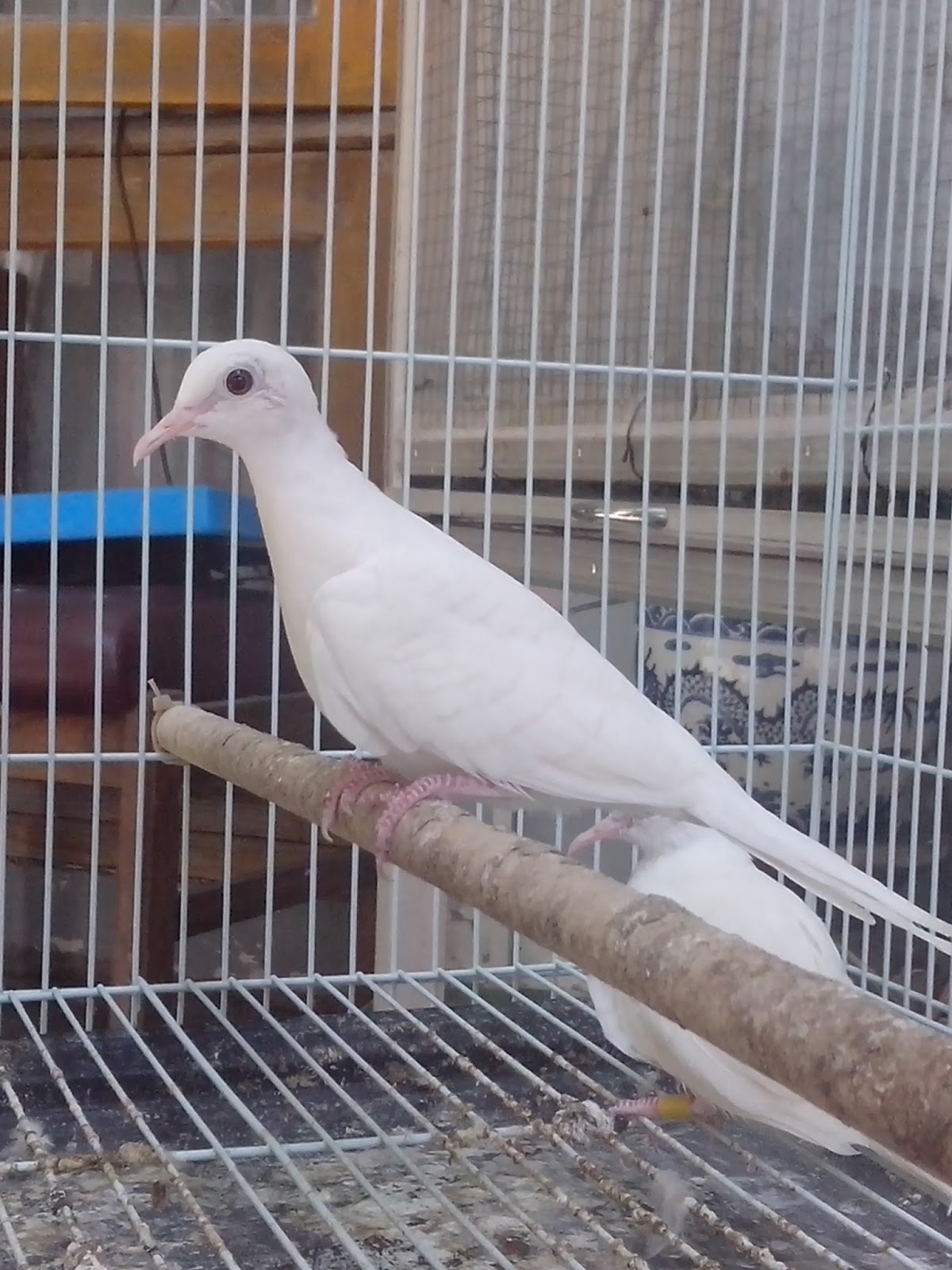 Peternakan Perkutut Dan Puter Pelung Semar Gede Bird Farm Sidoarjo