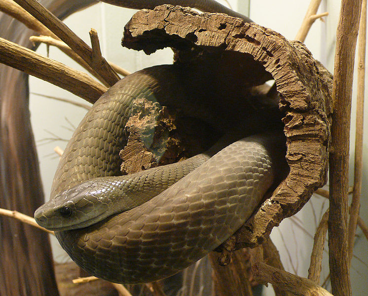 Amazing Black Mamba Snake Black mamba Facts, Photos