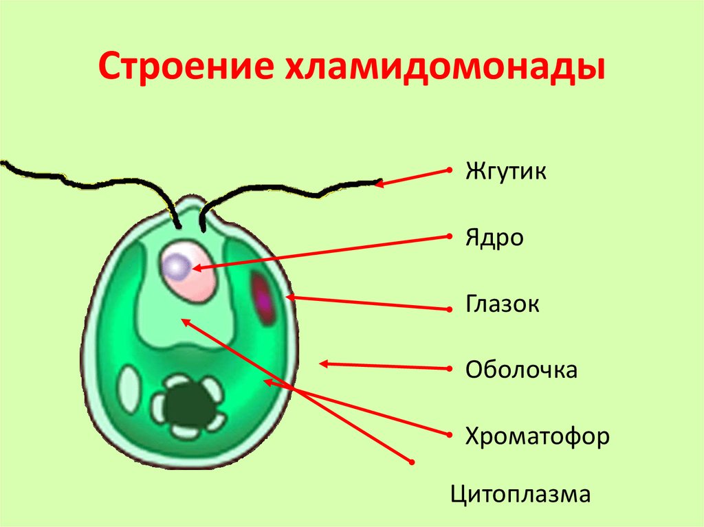 Одноклеточные водоросли биология. Строение клетки хламидомонады 5 класс биология. Строение одноклеточной зеленой водоросли хламидомонады. Водоросли 6 класс биология хламидомонады строение. Строение одноклеточной водоросли хламидомонады.