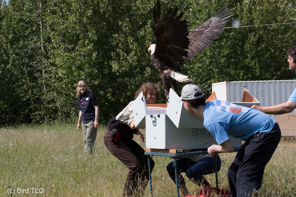 Bird Treatment and Learning Center Bald Eagle BE1463 released