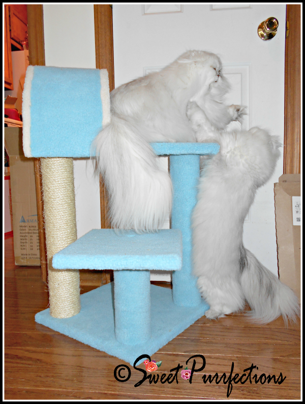 Brulee and Truffle having a little cat fight I'm prettier than you!