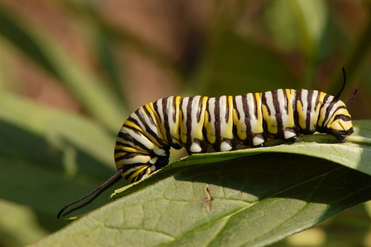 Amazing Caterpillars : Weird, Beautiful, Colorful Caterpillars | Most