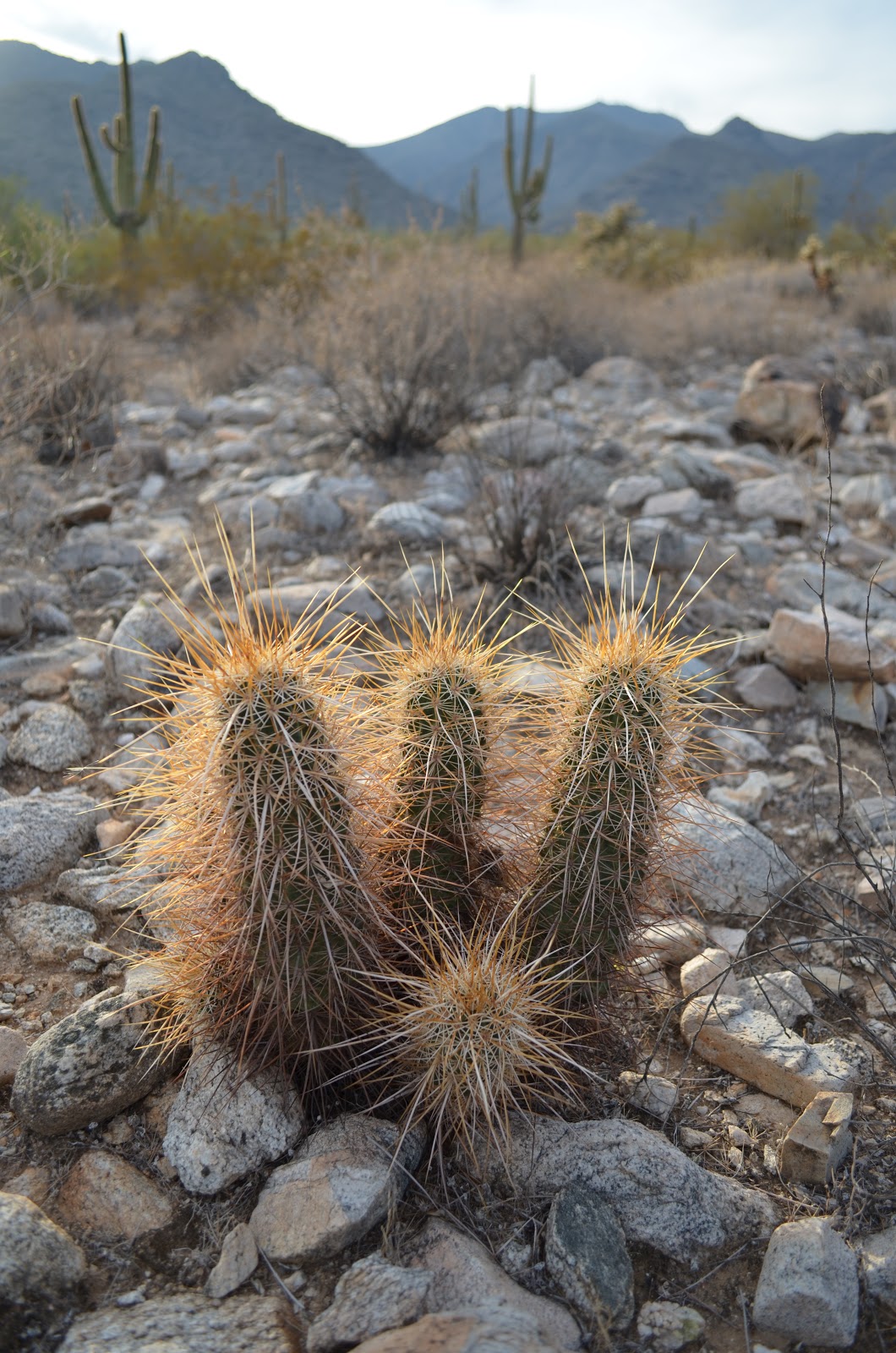 Practical Biology: science for everyone: Life of a Cactus Part 2: Roots