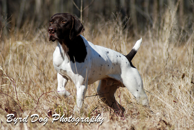 Adventures of a GSP Hunting Dog A Day at the Eastern GSPC Field Trial