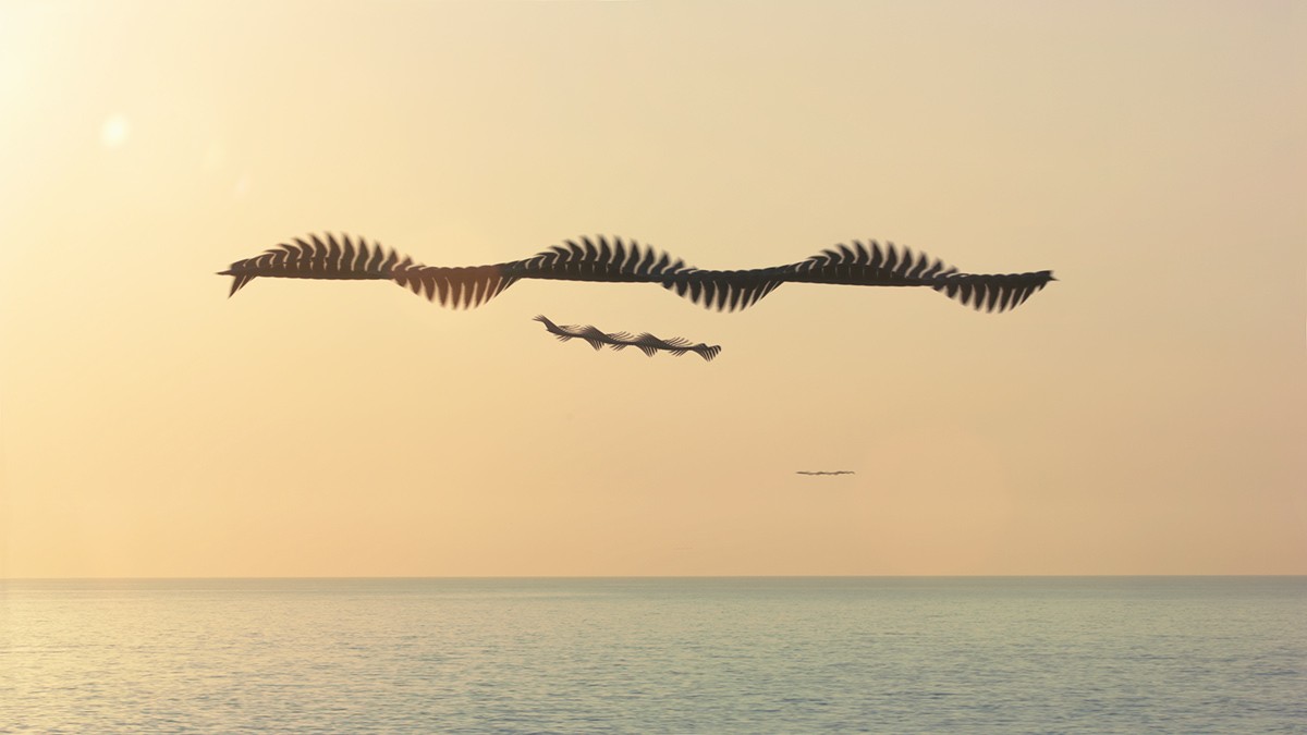 鳥の飛行は美しい 鳥の飛ぶ軌跡を連続して撮影 N ミライノシテン