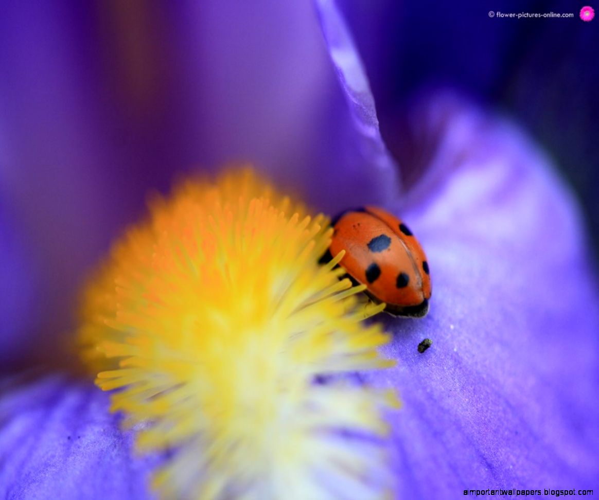 Flower Desktop  Iris Flower