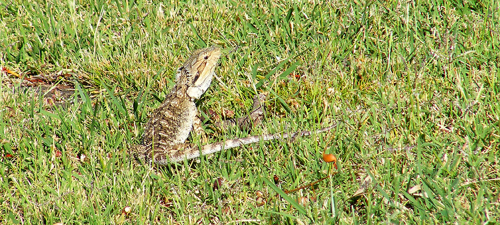 bearded-dragon-western-australia-9 bearded-dragon-western-australia-9
