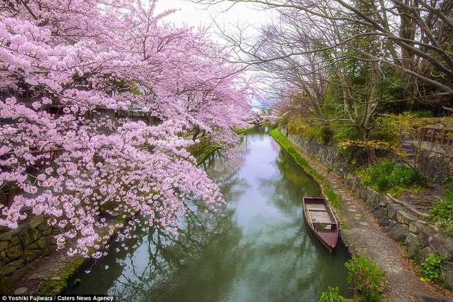 [Image: Mua-hoa-anh-dao-o-Nhat-Ban-va-Han-Quoc-7.jpg]