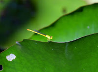 kleine Libelle - little dragonfly