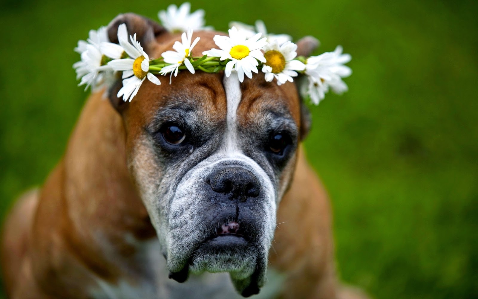 Honden Wallpapers | HD Wallpapers
