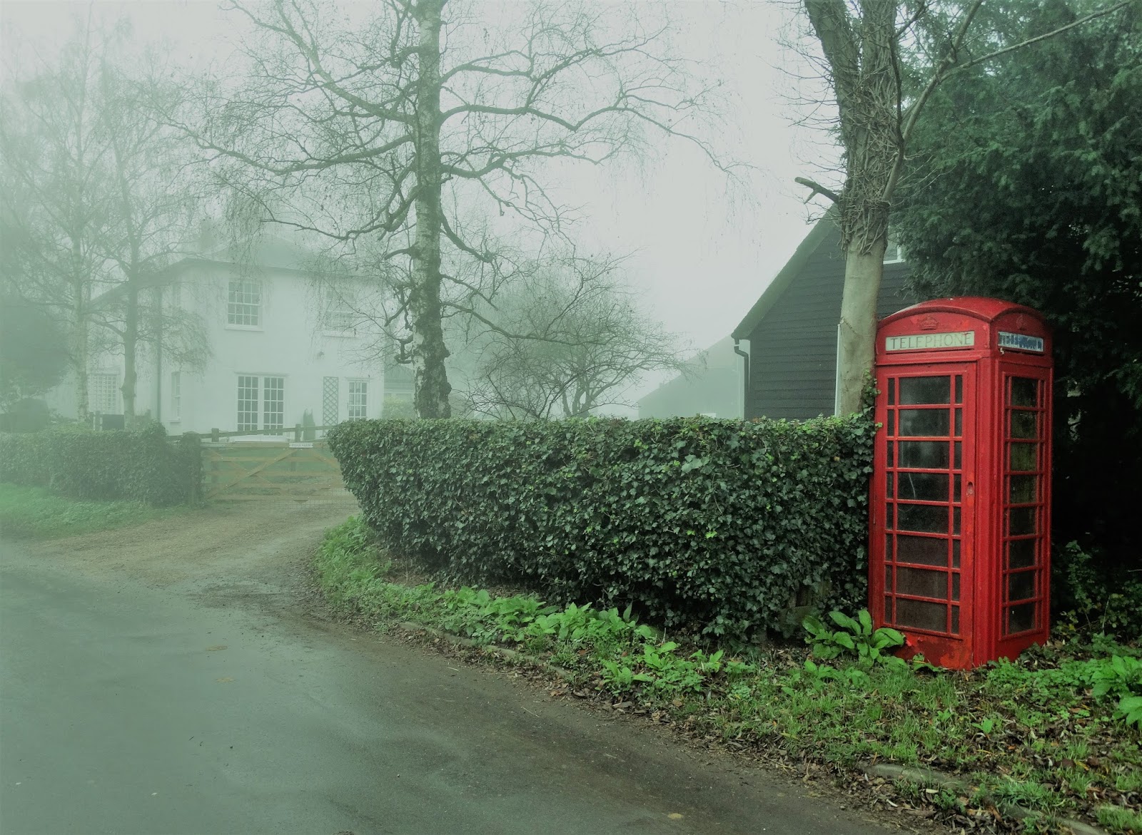Boxwood Growth Over Time Thinking Outside The Boxwood