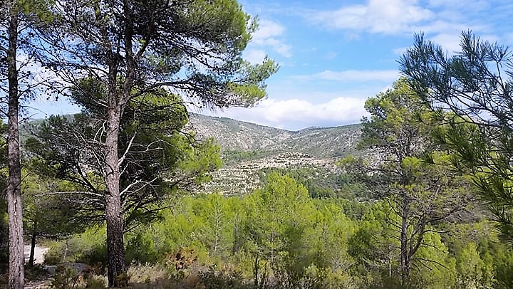 Sunrise Gardens Blog Why Isn T My Forsythia Blooming Well