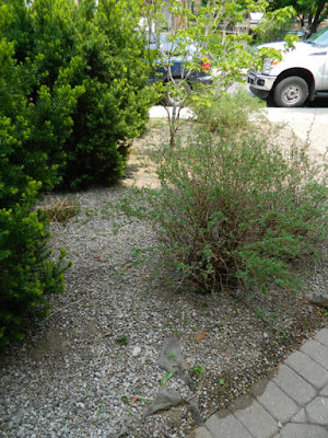 Leslieville summer garden cleanup after by Toronto Paul Jung Gardening Services