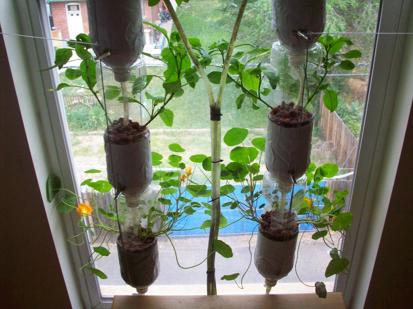 green idea: windowfarms | refresheddesigns.: green idea: windowfarms