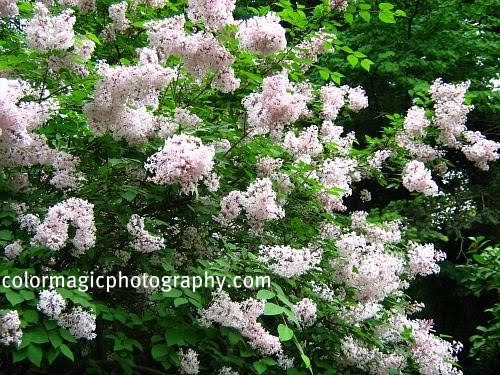 Lilac Plant Care Guide Flowers Lilac Bushes Lilac Plant