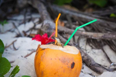 Echse frisst die Reste einer Kokosnuss