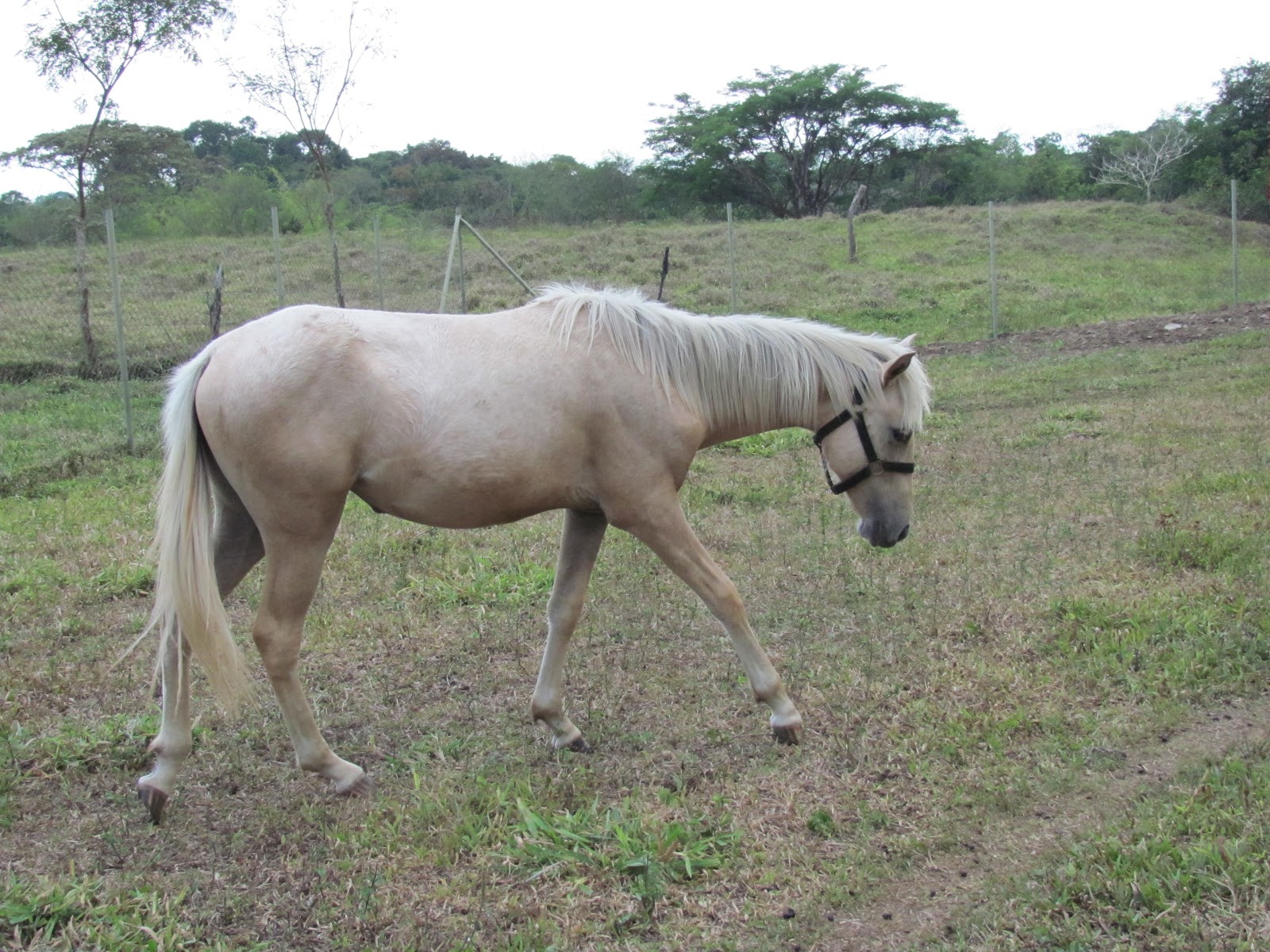 Horse Talk Panama Filly for Sale in Chiriqui Panama
