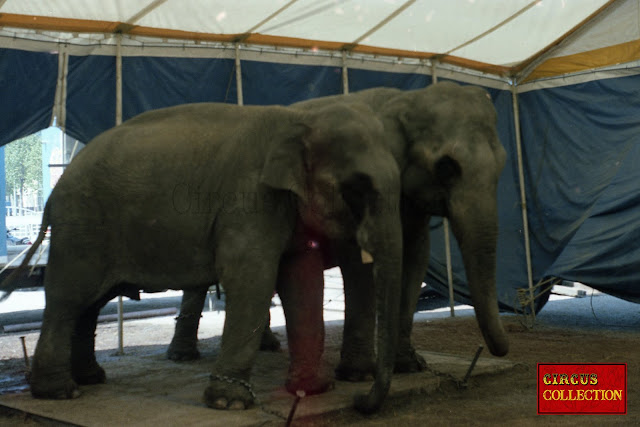 Dans leur tente écurie les pachyderme du cirque regardent passer les visiteurs du zoo