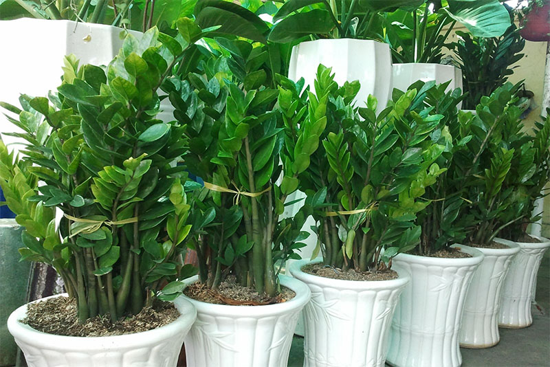 Những cây trồng trong nhà hợp phong thủy và hút tài lộc